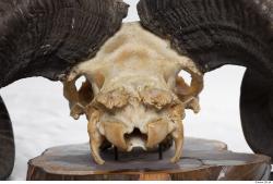 Photo Textures of Mouflon Skull 